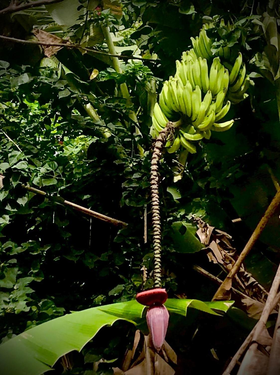 Bananas Hostel Itacaré Esterno foto